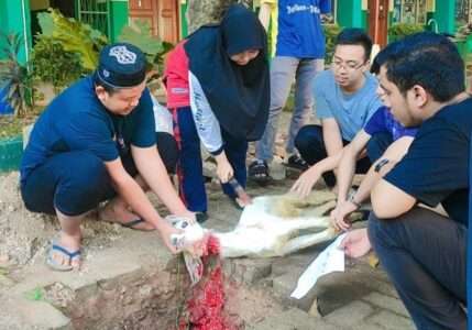 Universitas Darunnajah Menggelar Pemotongan Hewan Kurban Idul Adha 1444 H